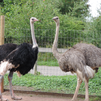 ostriches-in-nelson-mandela-gardens